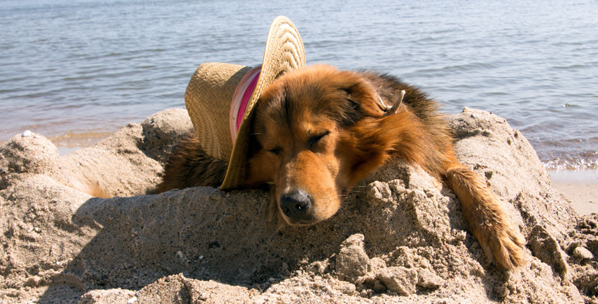 sommerhus med hund her er af steder